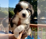 Puppy AVENGER Miniature Australian Shepherd