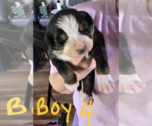 Bernese Mountain Dog Puppy for sale in HILLSBORO, OH, USA