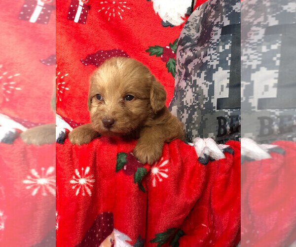Medium Photo #1 Labradoodle Puppy For Sale in SHARPSBURG, GA, USA