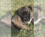 Small #2 Great Dane Mix