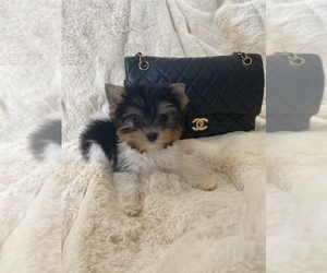 Yorkshire Terrier Puppy for sale in RANCHO CALIFORNIA, CA, USA