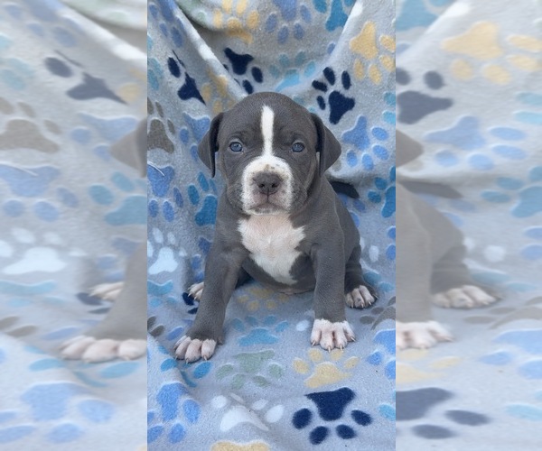 Medium Photo #2 American Bully Puppy For Sale in FAIRFIELD, CA, USA