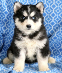German Shepherd Dog-Siberian Husky Mix Puppy for sale in GLYNDON, MD, USA