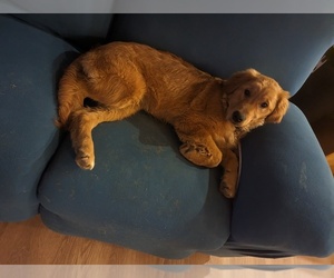Golden Retriever Puppy for sale in WATERTOWN, NY, USA