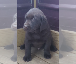 Labrador Retriever Puppy for sale in MADISON, WI, USA