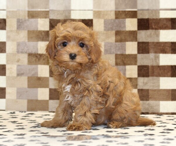 Medium Photo #1 Cavapoo (Miniature) Puppy For Sale in DENVER, PA, USA