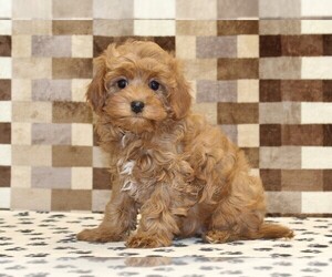 Cavapoo (Miniature) Puppy for sale in DENVER, PA, USA