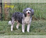 Small Photo #1 Bernedoodle (Miniature) Puppy For Sale in DENVER, PA, USA