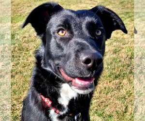 Border Collie-Unknown Mix Dogs for adoption in Emmett, ID, USA