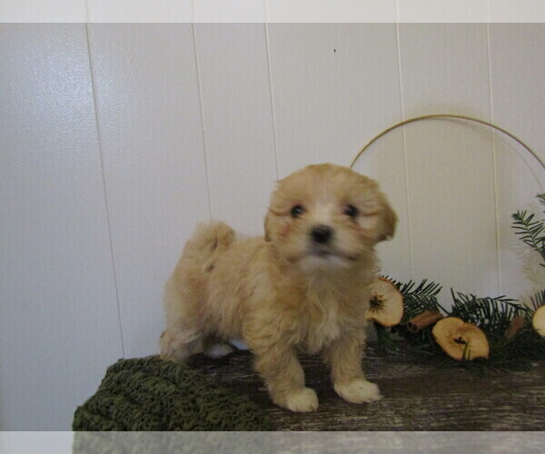 Medium Photo #27 Maltipoo (Miniature) Puppy For Sale in SUGARCREEK, OH, USA