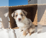 Puppy Robin Australian Shepherd