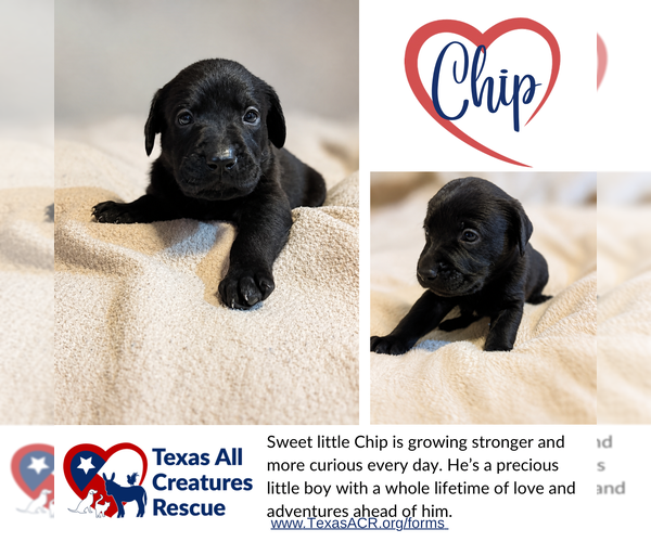 Medium Photo #1 Mutt Puppy For Sale in Lillian, TX, USA