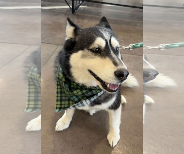 Medium Photo #2 Siberian Husky Puppy For Sale in Cedar Crest, NM, USA