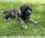 Small Photo #14 Aussiedoodle Puppy For Sale in COMMERCE, MI, USA