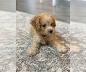 Poodle (Toy) Puppy for sale in COLLEGE STA, TX, USA