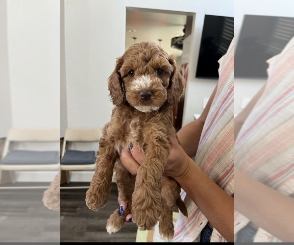Medium Photo #2 Cock-A-Poo Puppy For Sale in FOLSOM, CA, USA