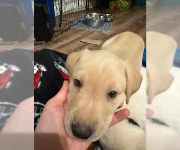 Medium Photo #7 Mutt Puppy For Sale in St. Louis Park, MN, USA