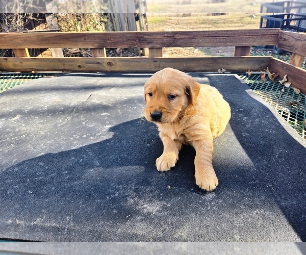 Medium Photo #4 Golden Retriever Puppy For Sale in LEON, KS, USA