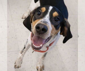 Bluetick Coonhound Dogs for adoption in Wilmington, NC, USA