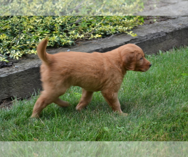 Medium Photo #2 Golden Retriever Puppy For Sale in GREENWOOD, WI, USA