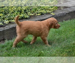 Small #1 Golden Retriever