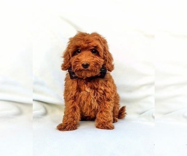 Medium Photo #1 Poodle (Miniature) Puppy For Sale in OXFORD, PA, USA