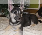 Puppy 5 German Shepherd Dog-Siberian Husky Mix