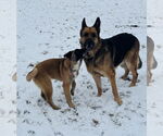 Small #1 German Shepherd Dog