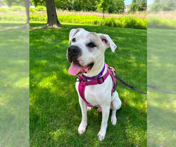 Medium Photo #3 Masti-Bull Puppy For Sale in Westwood, NJ, USA