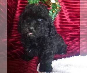 Poodle (Miniature) Puppy for sale in BLAIN, PA, USA
