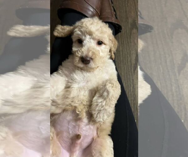 Medium Photo #2 Golden Retriever Puppy For Sale in Croydon, NH, USA