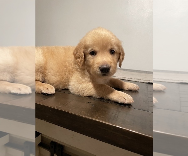 Medium Photo #15 Golden Retriever Puppy For Sale in CLEARWATER, FL, USA