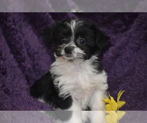 Yo-Chon Puppy for sale in ELDORADO, OH, USA