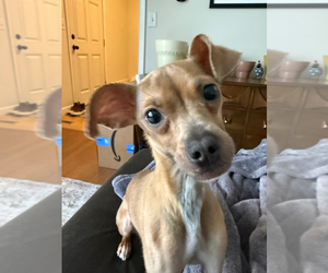 Italian Greyhound-Unknown Mix Dogs for adoption in Andover, MN, USA