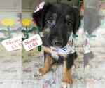 Small Labrador Retriever Mix