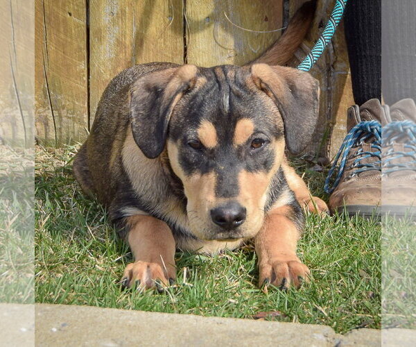 Medium Photo #5 German Shepherd Dog Puppy For Sale in Huntley, IL, USA