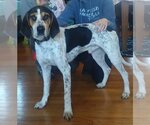 Small Photo #3 Bluetick Coonhound Puppy For Sale in Thomasville, NC, USA