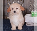 Image preview for Ad Listing. Nickname: Aaron