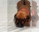 Puppy Ash Rhodesian Ridgeback