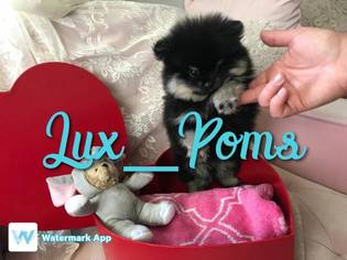 Pomeranian Puppy for sale in WATERTOWN, MA, USA