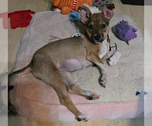 Medium Photo #1 Chihuahua-Unknown Mix Puppy For Sale in San Antonio, TX, USA