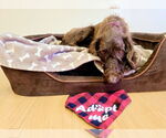 Small #7 Poodle (Standard) Mix