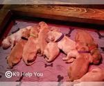 Small Photo #2 Golden Retriever Puppy For Sale in SAINT LOUIS, MO, USA