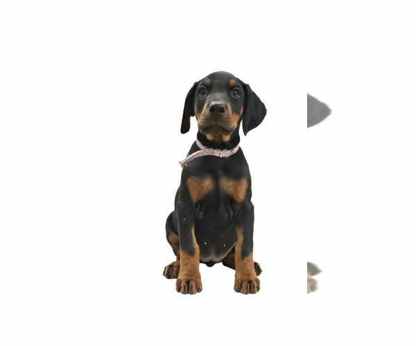 Medium Photo #44 Doberman Pinscher Puppy For Sale in BEGGS, OK, USA