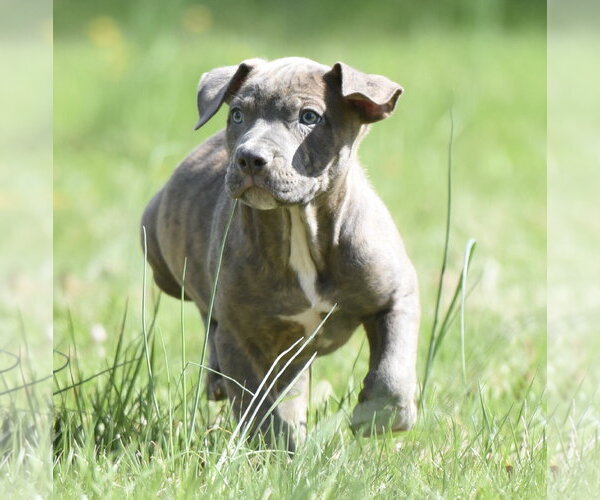 Medium Photo #1 Mutt Puppy For Sale in Mechanicsburg, PA, USA