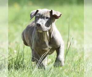 Mutt Dogs for adoption in Mechanicsburg, PA, USA