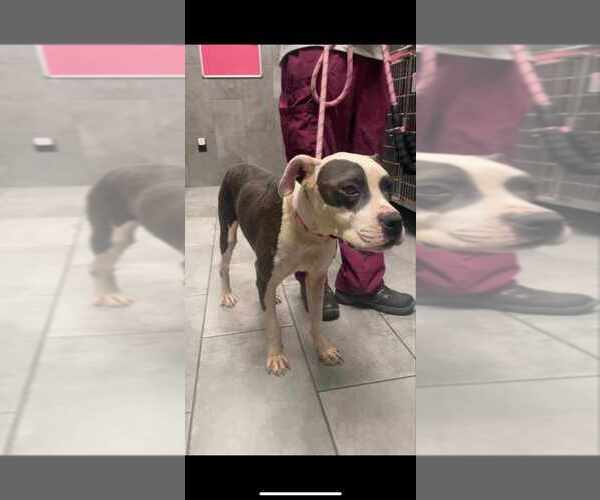 Medium Photo #1 American Staffordshire Terrier-Unknown Mix Puppy For Sale in New York, NY, USA