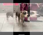 Small American Staffordshire Terrier Mix