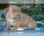Puppy Evie American Bully