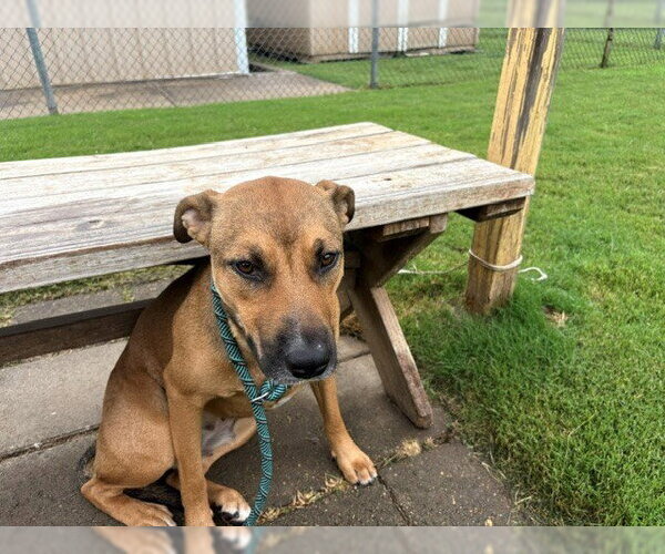 Medium Photo #2 Mutt Puppy For Sale in Tulsa, OK, USA